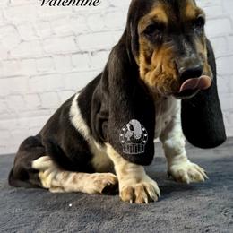 Valentine - Black white and brown female Basset Hound puppy in Dingess, West Virginia from Tuckers' Howling Hounds