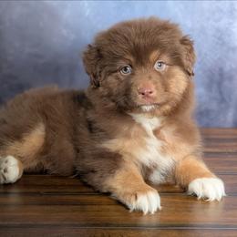 Dolce - Red tri-color female Australian Shepherd puppy in Fultonville, New York from Sandy Aussies, Mini Dachshunds & Pomeranians