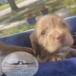 Lila - Red female Dachshund puppy in Lake Mary, Florida from Lakeside Doxies