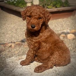 Yellow Collar Girl - Red  female Poodle puppy in Modesto, California from Dry Creek Poodles