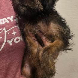 Bee - Belge female Brussels Griffon puppy in Yucaipa, Texas from Griffs & Giggles Ranch - The Cortez Family