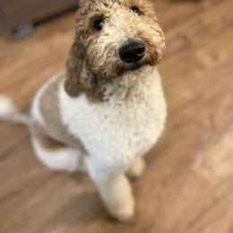 Donut - Goldendoodle