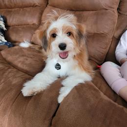 Aussiedoodle and Bernedoodle Puppies from Jupiter Doodles