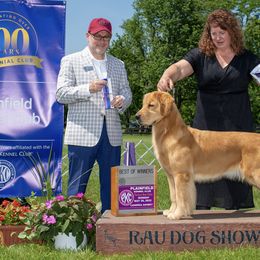 Golden Retriever All Grown Up from Insignia Goldens