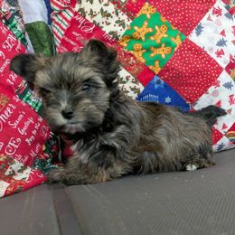 Jagger 1700 - Black and tan male Yorkshire Terrier puppy in Sonora, Kentucky from Maple Hill Miniature Dachshunds