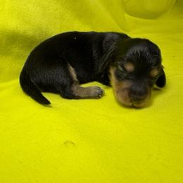 DRM5  black and cream or tan - Black and cream male Dachshund puppy in Carthage, Texas from Rafter C Ranch Doxies