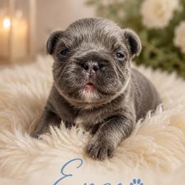 Enzo - Black male French Bulldog puppy in Hialeah, Florida from Slinky Doxie 305