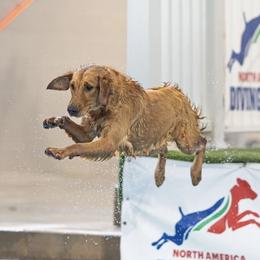 Jersey - Golden Retriever