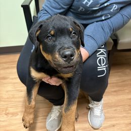 Grey boy - Black and mahogany male Rottweiler puppy in Colorado Springs, Colorado from Von Locher Rotties
