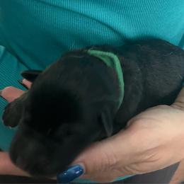 Green collar - Black and tan male German Shepherd puppy in Rushsylvania, Ohio from Surgenor Shepherds!