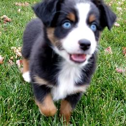 Toy Australian Shepherd Puppies from Shelly Johnson's Australian Shepherds
