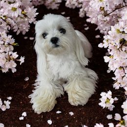 Pebbles - Maltese
