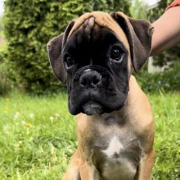 Boston Terrier, Boxer, and French Bulldog Puppies from Azaleas Euro Boxers & Boston Terriers