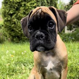 Boston Terrier, Boxer, and French Bulldog Puppies from Azaleas Euro Boxers & Boston Terriers