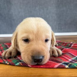 Nacho - Yellow male Labrador Retriever puppy in Richfield, Utah from Stormy River Retrievers