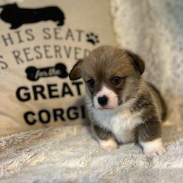 Sheldon - Pembroke Welsh Corgi puppy from Kenyon Pembroke Welsh Corgis