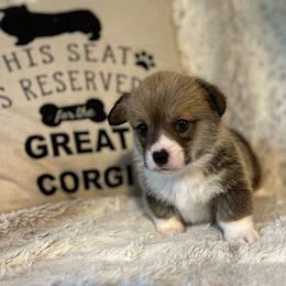 Sheldon - Pembroke Welsh Corgi puppy from Kenyon Pembroke Welsh Corgis