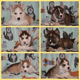 Siberian Husky Puppies from Spalla Pups