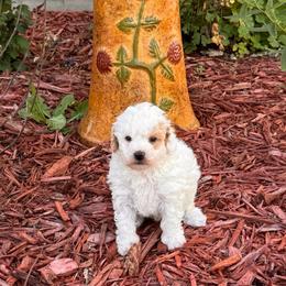 Knox - White male Maltipoo puppy in Greenfield, Iowa from Sugar Plum Puppies