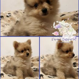 Red (Price Reduced) - Chocolate merle male Pomeranian puppy in Terre Haute, Indiana from Divine Inspired Poms