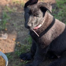Juno - Black female German Shepherd puppy in Motley, Minnesota from Von Thomson Haus