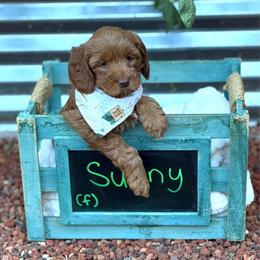 Sunny - Red female Australian Labradoodle puppy in Citrus Heights, California from Elite Blend Labradoodles