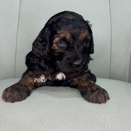 Satin - Black phantom female Assorted Doodle Crosses puppy in Lake Charles, Louisiana from Brandi’s Southern Doodles & Poodles, LLC