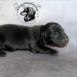 Salem - Black and tan male Dachshund puppy in Fultonville, New York from Sandy Aussies & Pomeranians