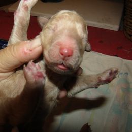 Goldendoodle and Poodle Puppies from David & Patricia Elliott