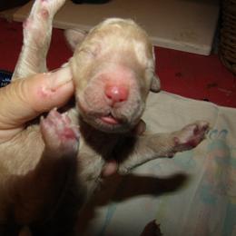 Goldendoodle and Poodle Puppies from David & Patricia Elliott