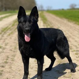 cera spod sipskej fatry KKL1 - German Shepherd