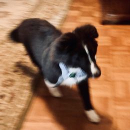 Boy 2 - Black and white Shetland Sheepdog puppy in Diamondhead, Mississippi from Majestic Shetland Sheepdogs