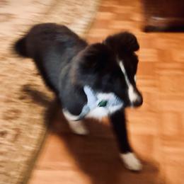 Boy 2 - Black and white Shetland Sheepdog puppy in Diamondhead, Mississippi from Majestic Shetland Sheepdogs