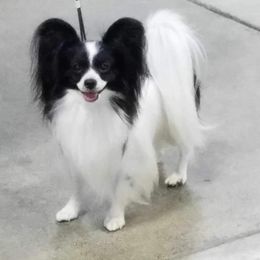 Dante - Papillon