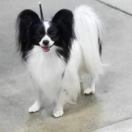 Dante - Papillon