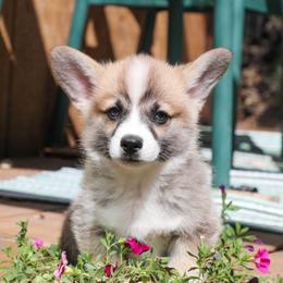 Mesa - Sable male Pembroke Welsh Corgi puppy in Plains, Montana from Diamond Corgis