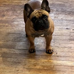 French Bulldog All Grown Up from Phoenix Rising