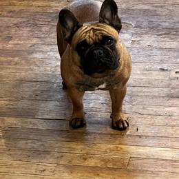 French Bulldog All Grown Up from Phoenix Rising