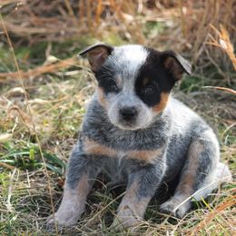 "Rip" Australian Cattle Dog Puppies from LoveAHeeler