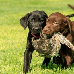 Labrador Retriever and Pembroke Welsh Corgi Puppies from FLK Corgis