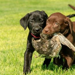 Labrador Retriever and Pembroke Welsh Corgi Puppies from FLK Corgis