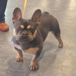 Stella - French Bulldog