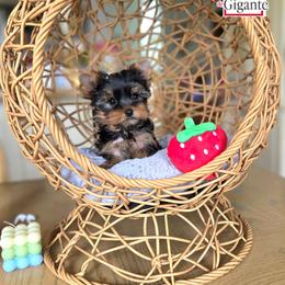 Sophie Baek - Black and tan female Yorkshire Terrier puppy in California from Corazon de gigante