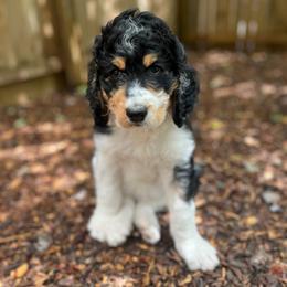 Lilly - Tri-color female Bernedoodle puppy in Harpers Ferry, West Virginia from Oso Perfect Poodles and Doodles