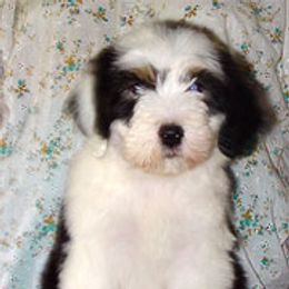 Bearded Collie Puppies from Wagmoor Bearded Collies
