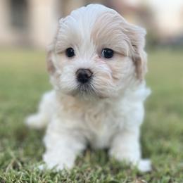 Bichon Frise puppies from Teddy Bears of Arizona
