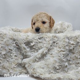 White Collar Girl - Goldendoodle puppy in Richmond, Virginia from Highland Grove Doodles, LLC
