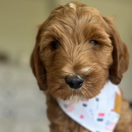 Boy 1 - Goldendoodle puppy in Virginia from The Doodle Homestead