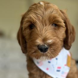 Boy 1 - Goldendoodle puppy in Virginia from The Doodle Homestead