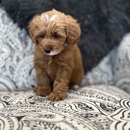 Goldendoodle Puppies from Karmadoodlee